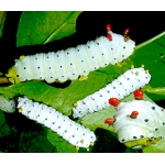 Cherry Moth promethea EGGS at SPECIAL PRICES!